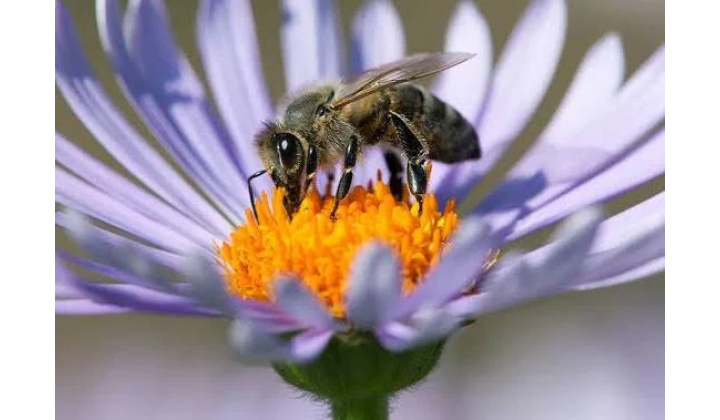 Upozornenie pre chovateľov včiel!