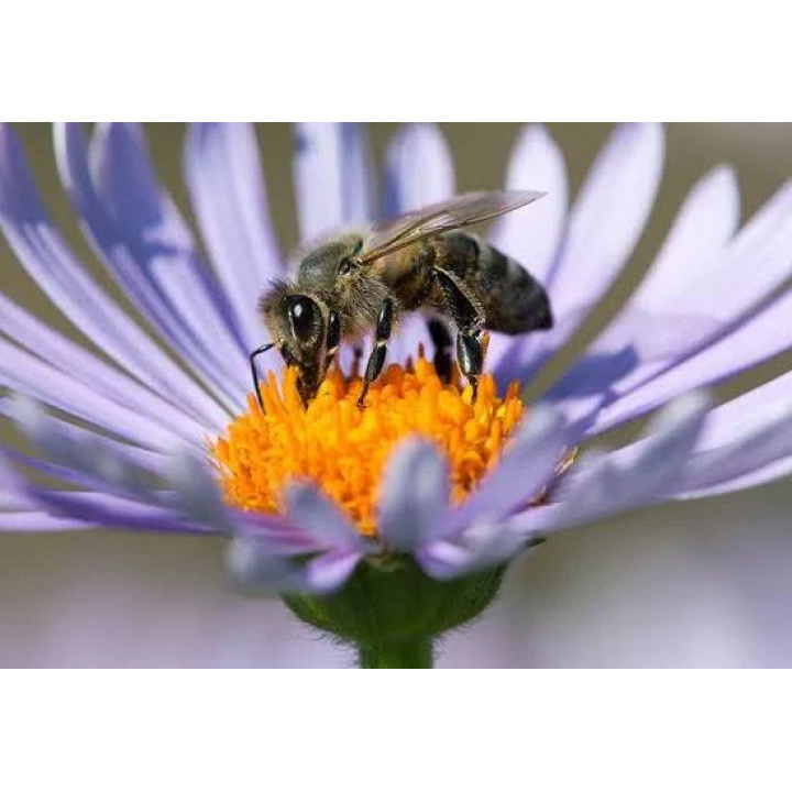 Upozornenie pre chovateľov včiel!